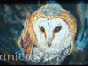 barn owl 4X6 color pencil on bristol paper