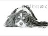 Cavalier King Charles Spaniel- graphite on bristol