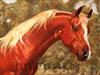 Chestnut Arabian 14X18 pastel on pastel board